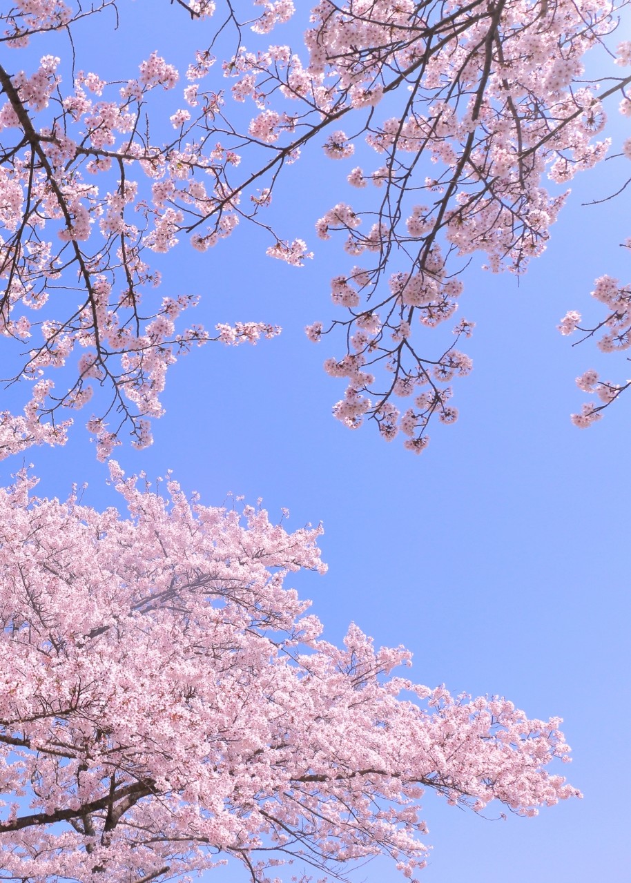桜の駆け引き