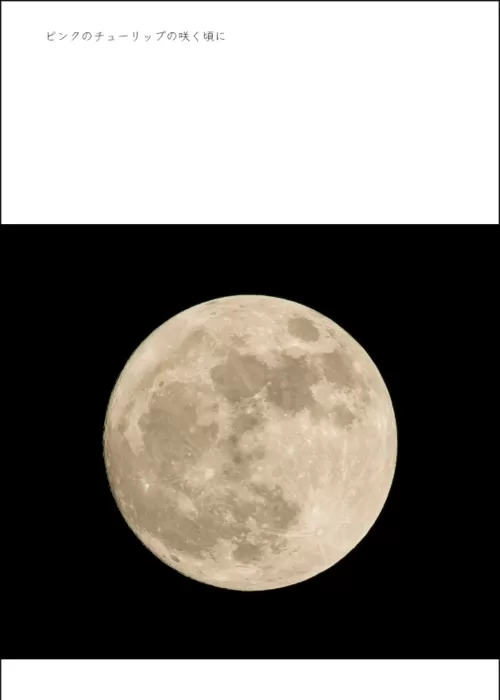 ピンクのチューリップの咲く頃に