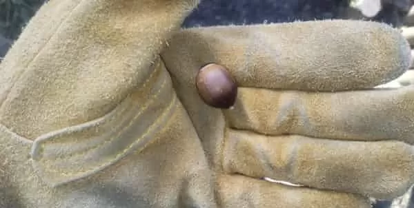 手に乗るどんぐり　圧縮済み