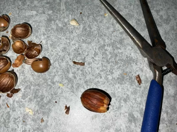 ペンチとどんぐり