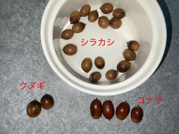 どんぐり一覧