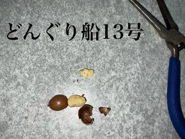 どんぐり船13号