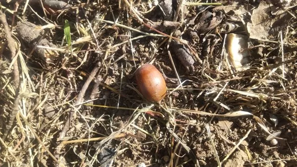 落ちているどんぐり