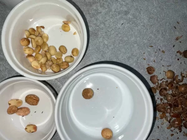 どんぐり　全部割ったあと