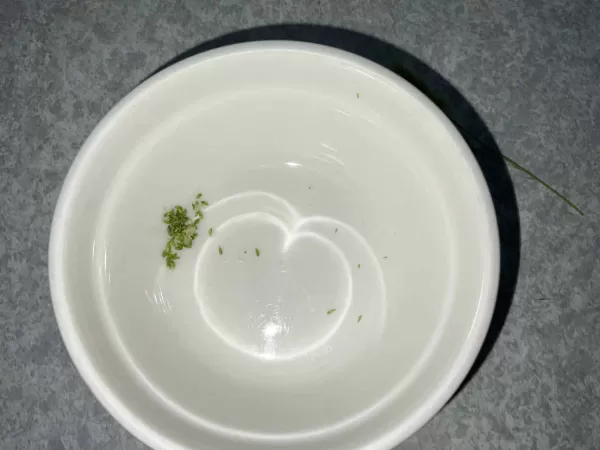 ネコじゃらし脱穀済み