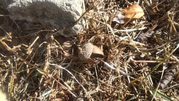 割れたどんぐり